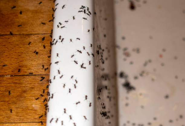 Best Flea Control Services  in Lawton, MI