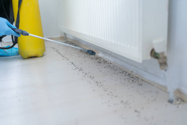 Best Ant Control Services  in Lawton, MI